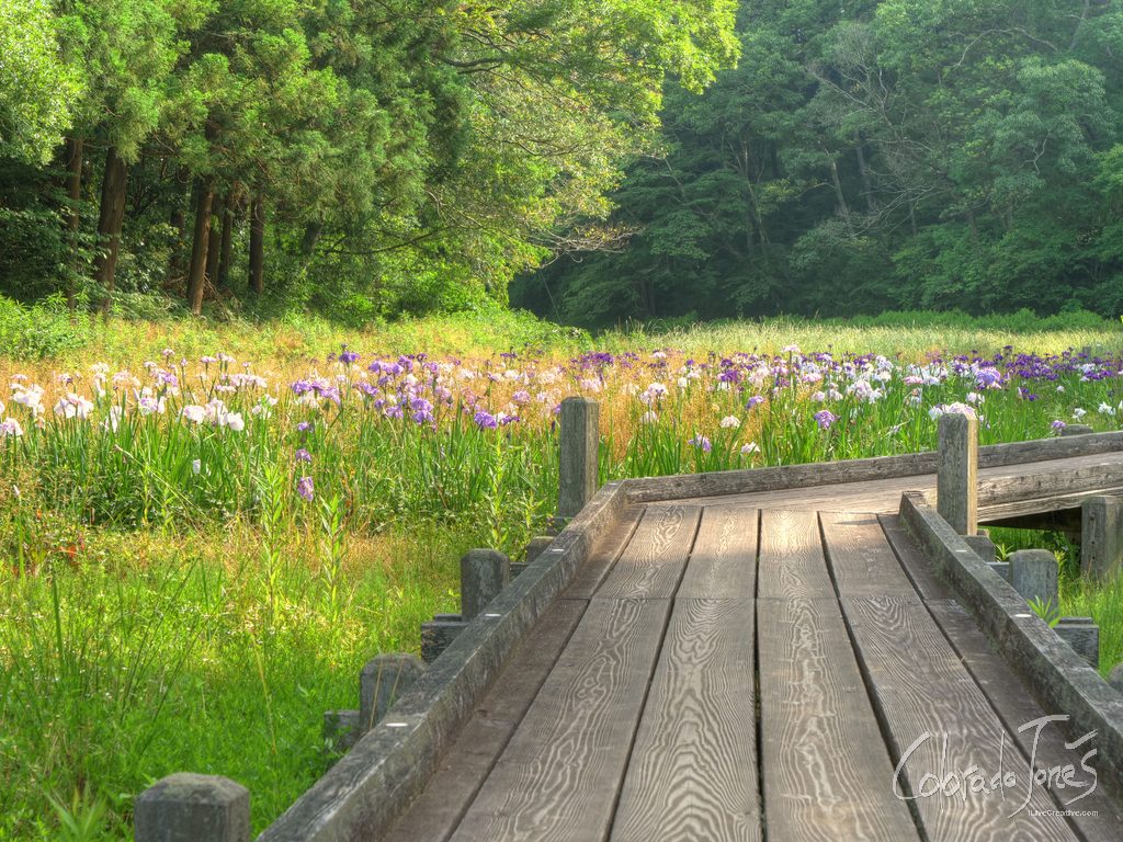 June Flowers, Chiba Japan