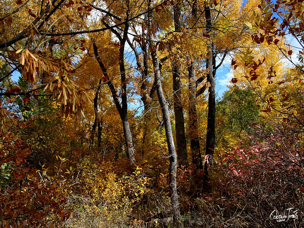 Fall Colors of foliage in Bear Creek Park in Colorado Springs, CO. USA